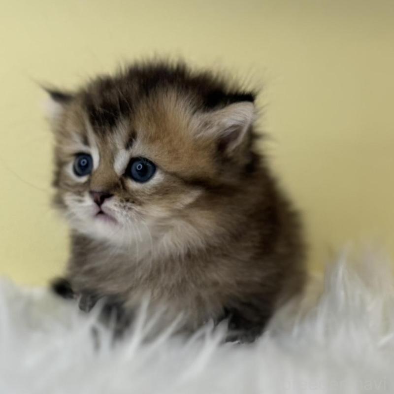 販売中の埼玉県のマンチカン(短足)-135073の2枚目