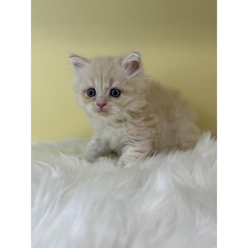 販売中の埼玉県のサイベリアン-135067の4枚目