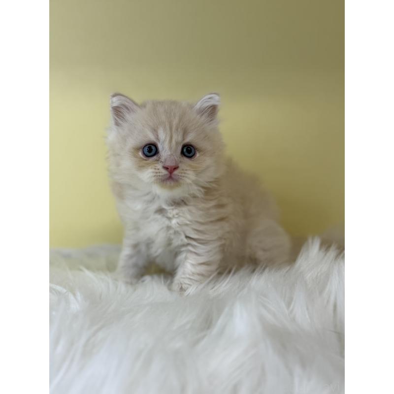 販売中の埼玉県のサイベリアン-135067の2枚目