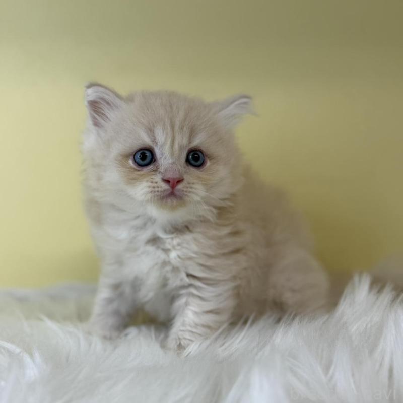 販売中の埼玉県のサイベリアン-135067の1枚目