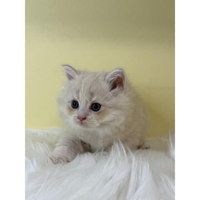 販売中の埼玉県のサイベリアン-135068の4枚目