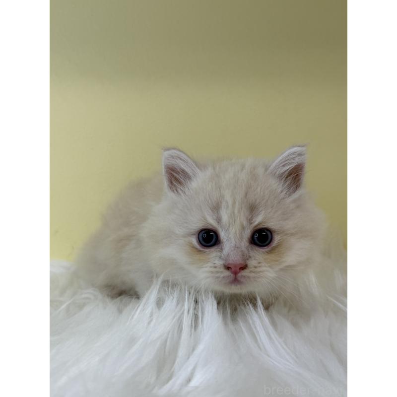 販売中の埼玉県のサイベリアン-135068の2枚目