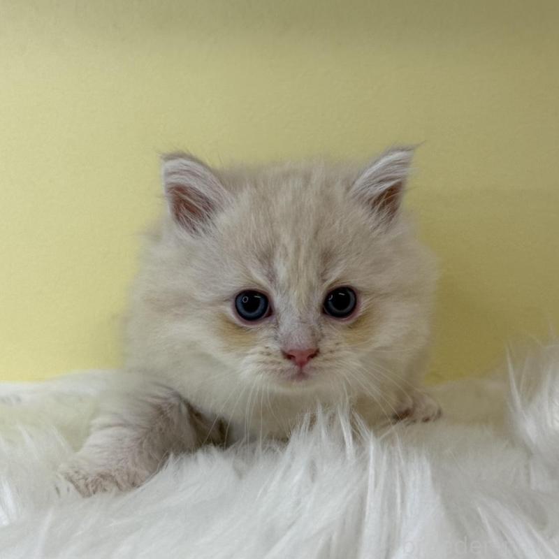 販売中の埼玉県のサイベリアン-135068の1枚目