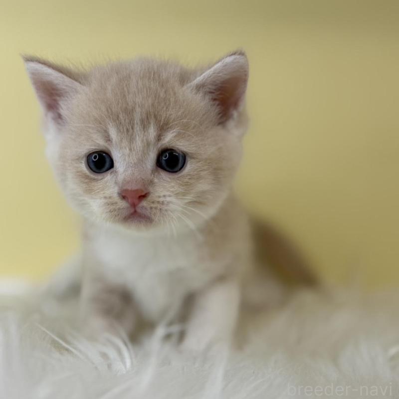 販売中の埼玉県のマンチカン-135072の4枚目