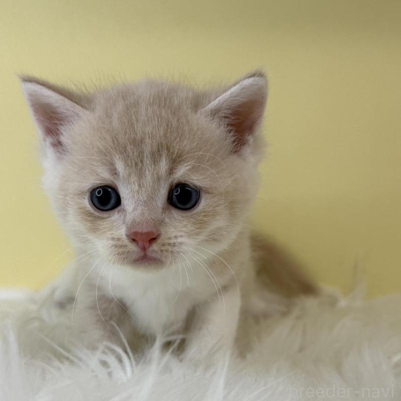 販売中の埼玉県のマンチカン-135072の3枚目