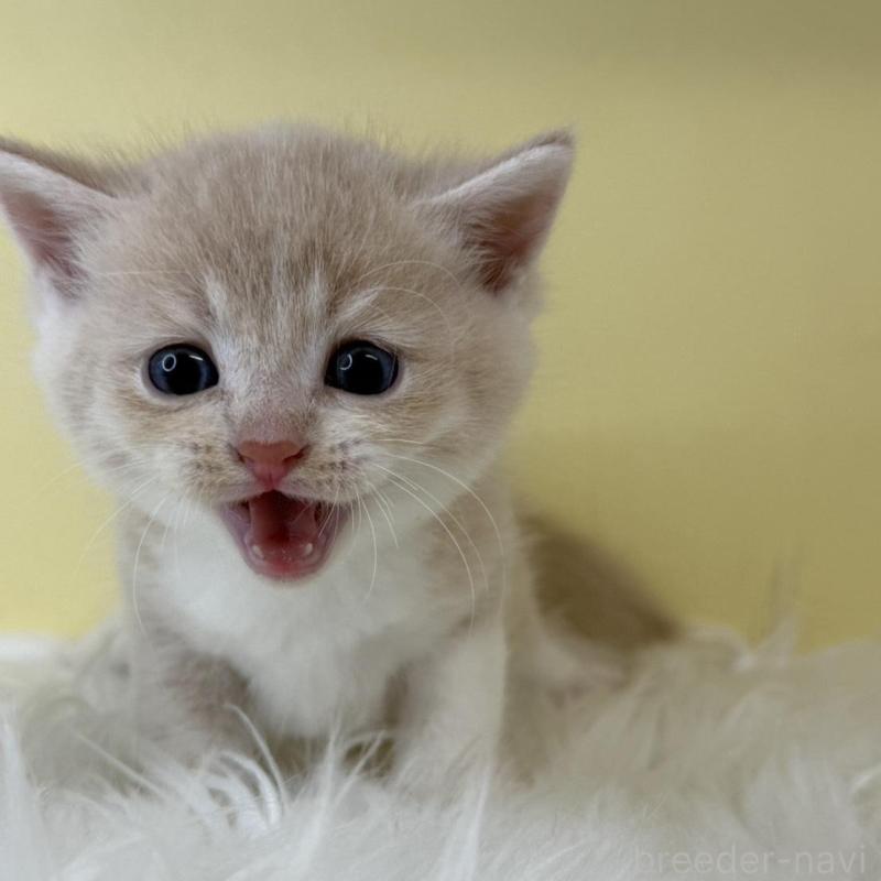 販売中の埼玉県のマンチカン-135072の2枚目