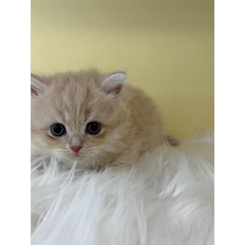 販売中の埼玉県のサイベリアン-135069の4枚目