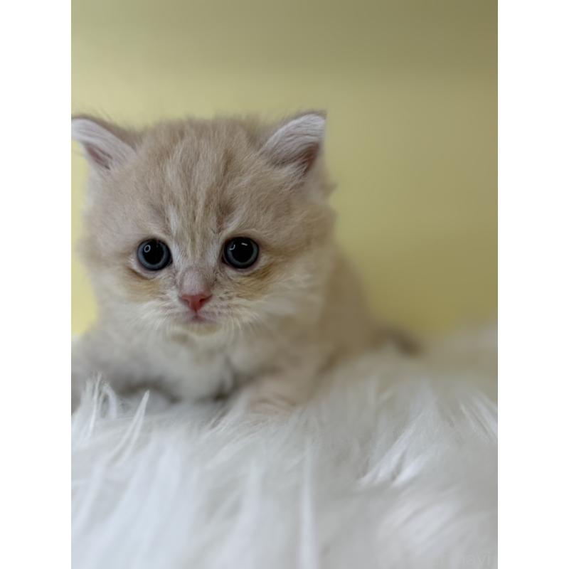 販売中の埼玉県のサイベリアン-135069の3枚目