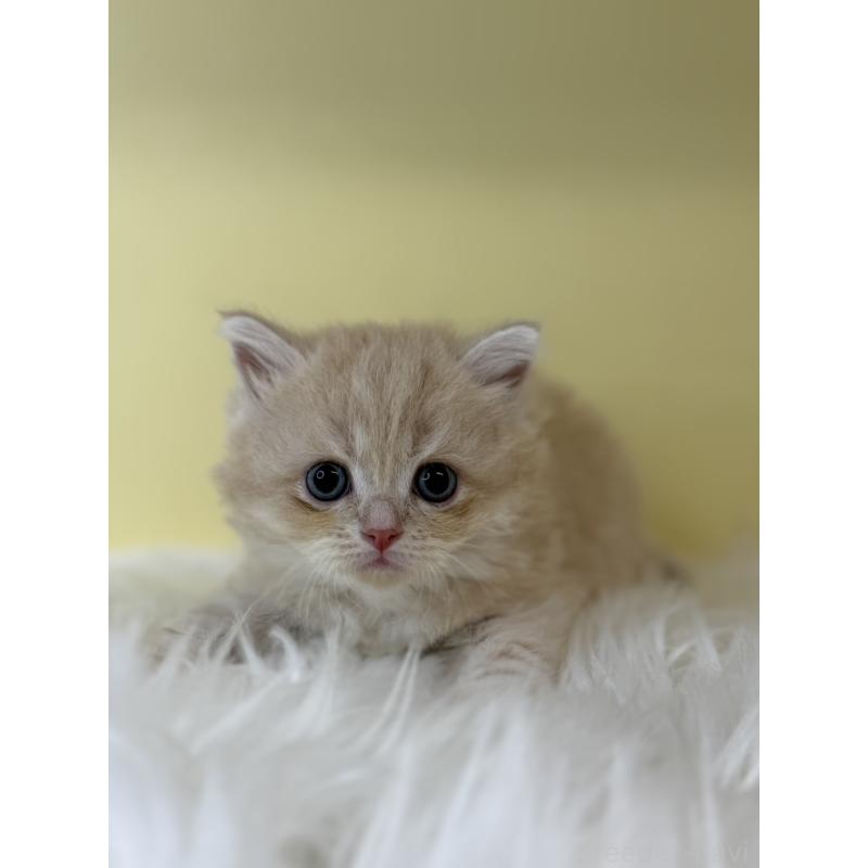 販売中の埼玉県のサイベリアン-135069の2枚目