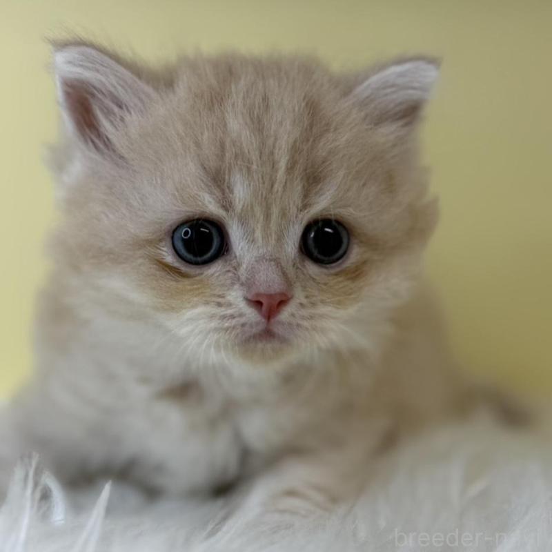 販売中の埼玉県のサイベリアン-135069の1枚目