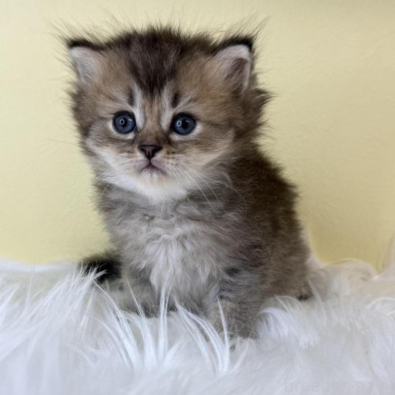 販売中の埼玉県のマンチカン(短足)-135071の3枚目