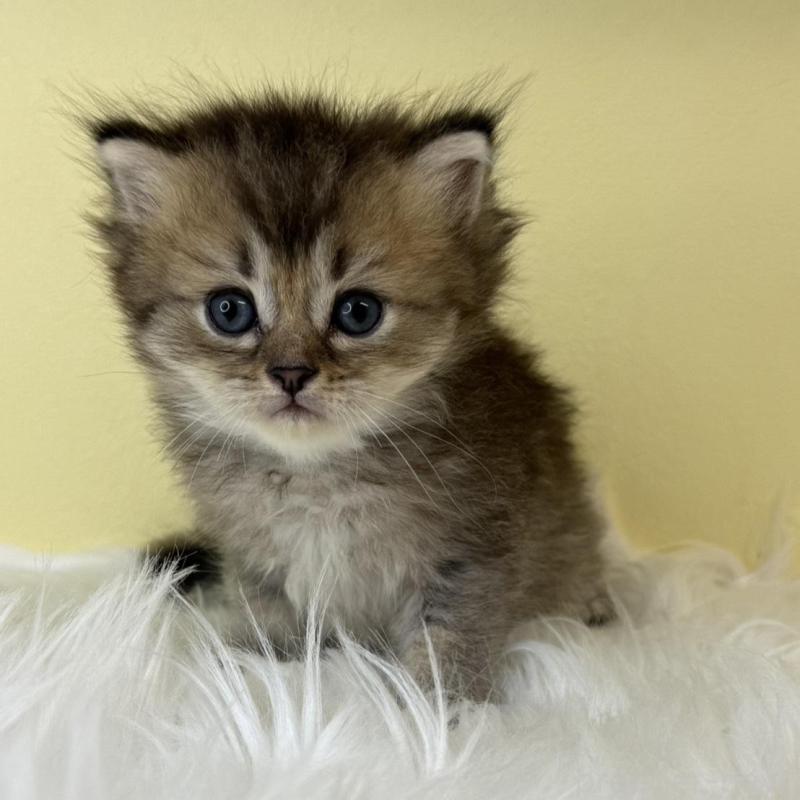 販売中の埼玉県のマンチカン(短足)-135071