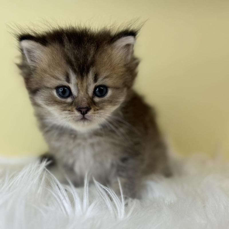 販売中の埼玉県のマンチカン(短足)-135071の2枚目