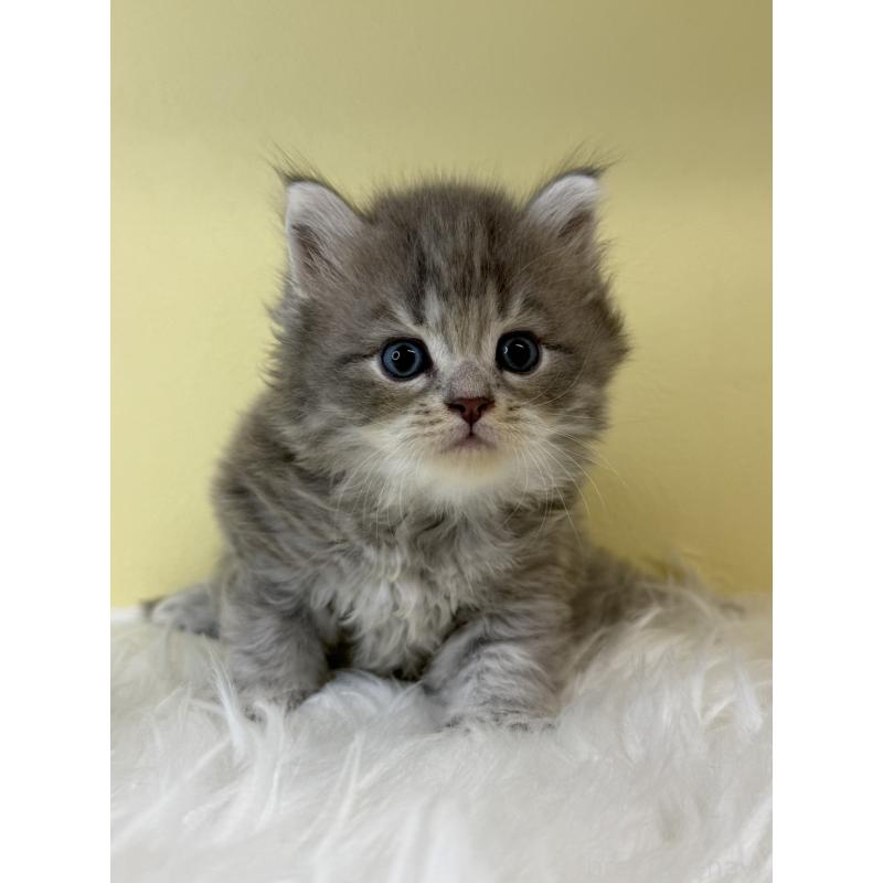 販売中の埼玉県のサイベリアン-135070の4枚目