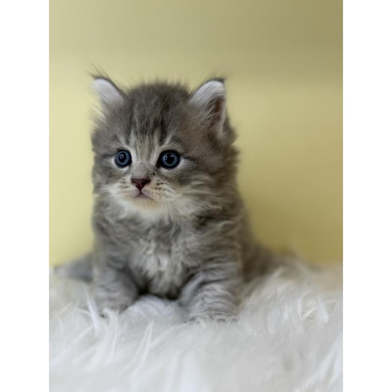 販売中の埼玉県のサイベリアン-135070の3枚目