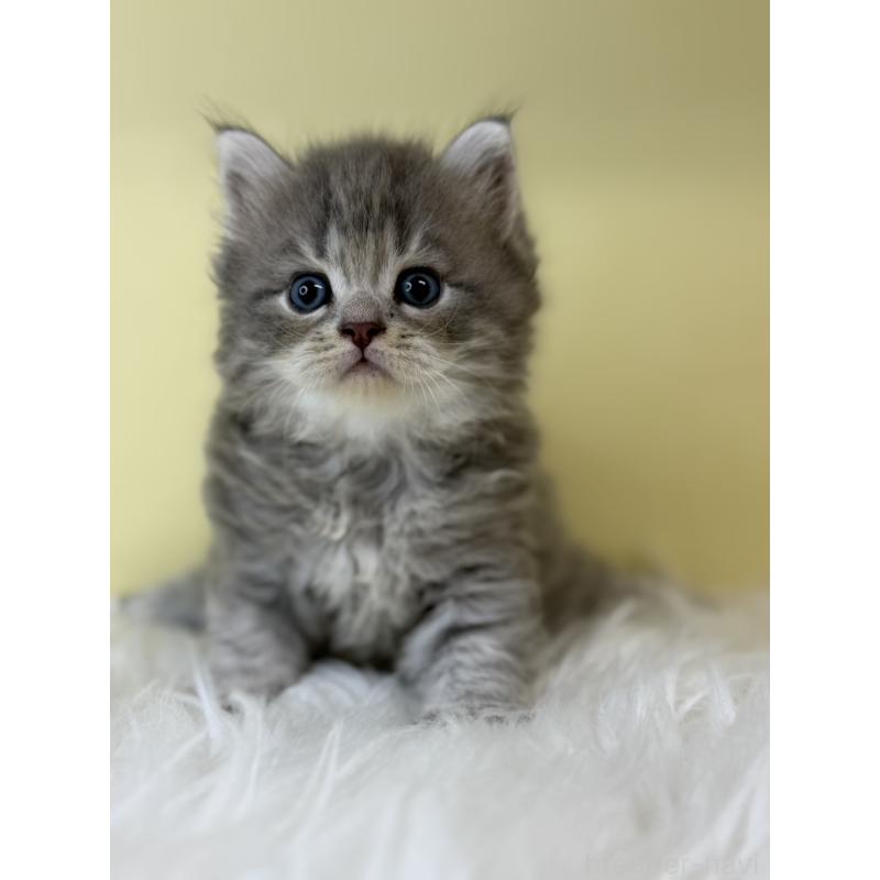 販売中の埼玉県のサイベリアン-135070の2枚目