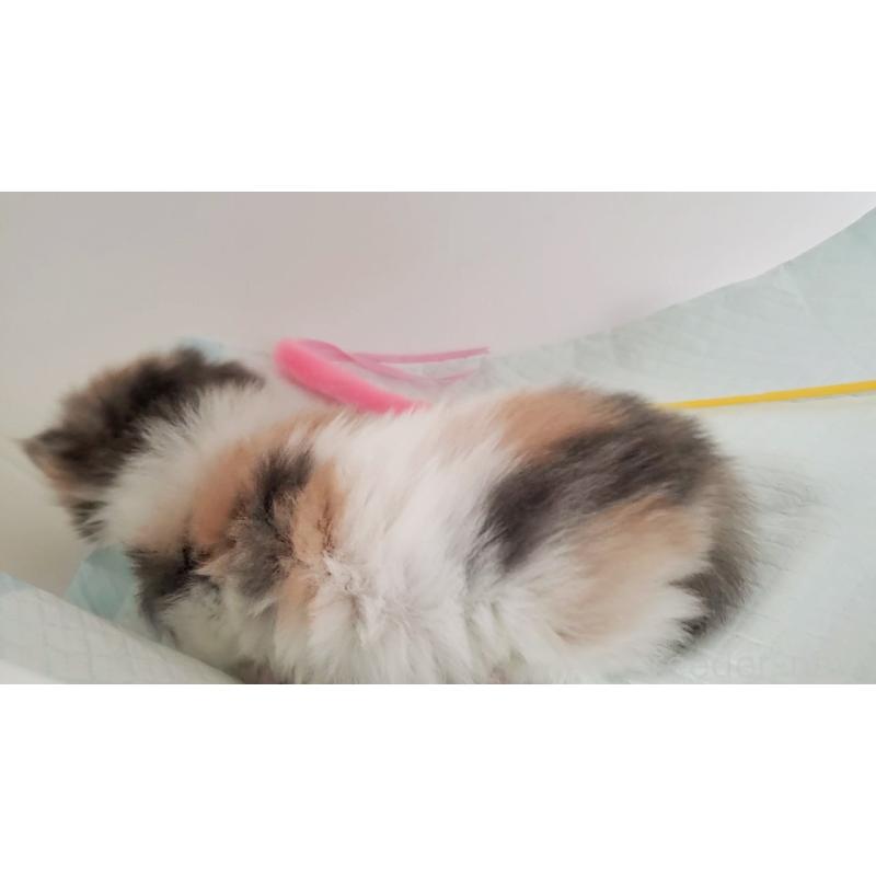 販売中の大阪府のミヌエット(短足)-135212の6枚目