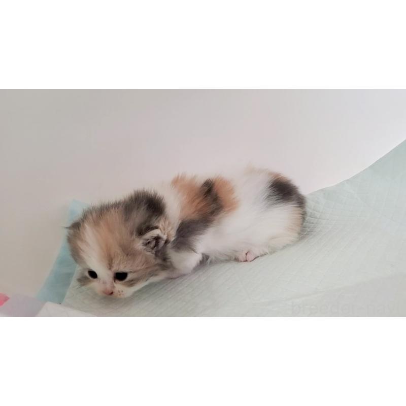 販売中の大阪府のミヌエット(短足)-135212の4枚目