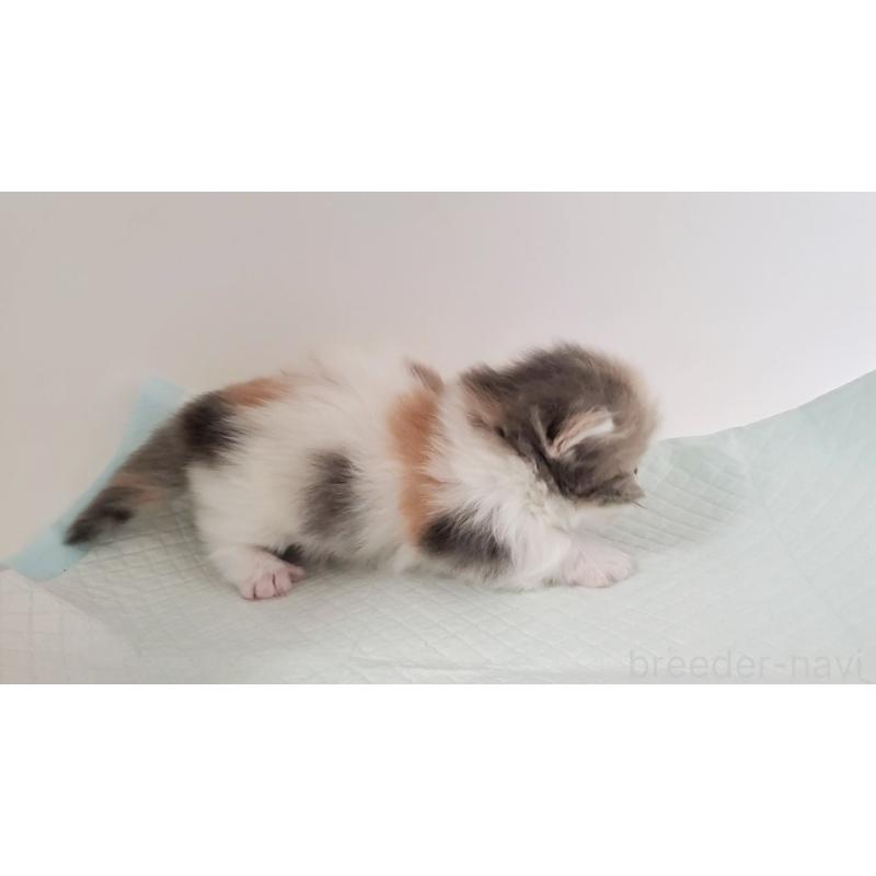 販売中の大阪府のミヌエット(短足)-135212の3枚目