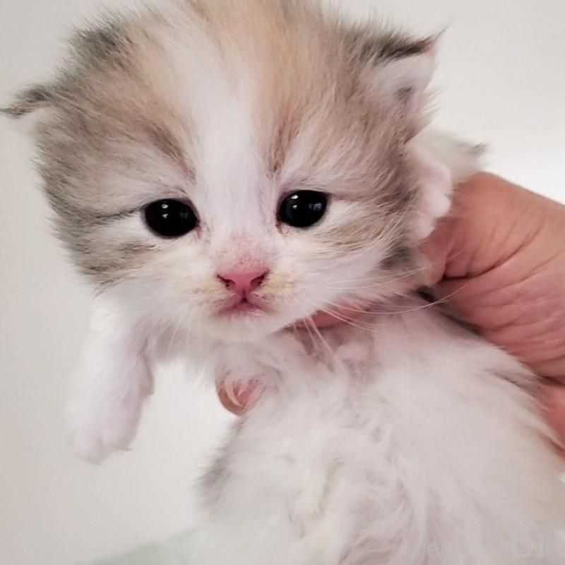 販売中の大阪府のミヌエット(短足)-135212