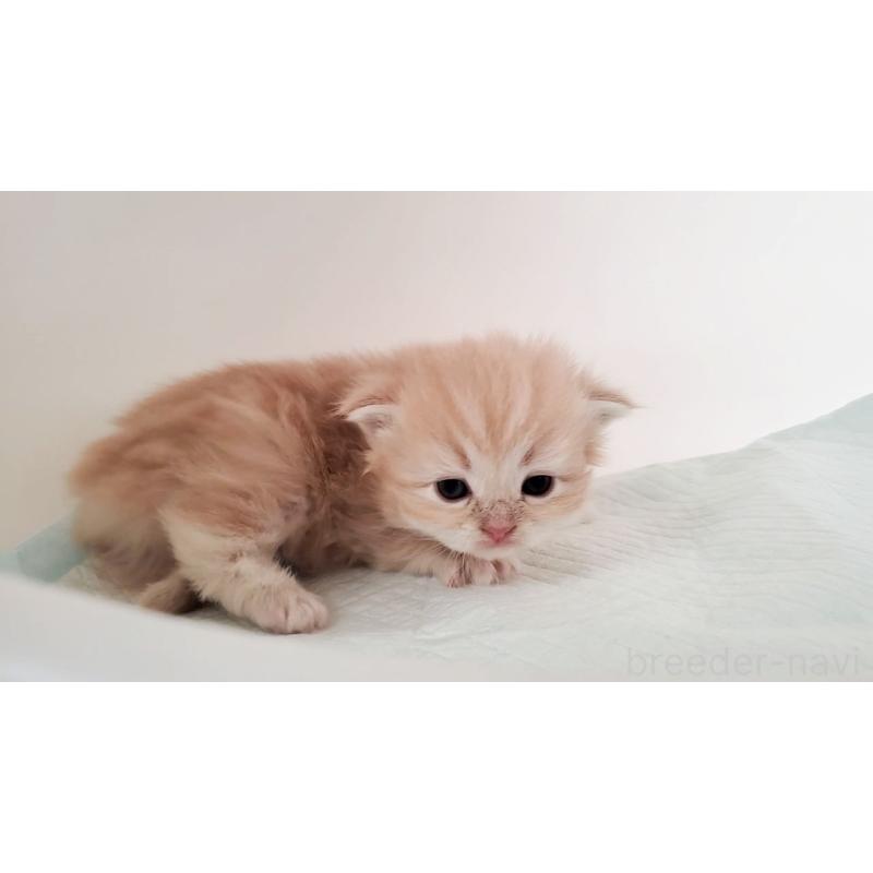 販売中の大阪府のミヌエット-135213の7枚目