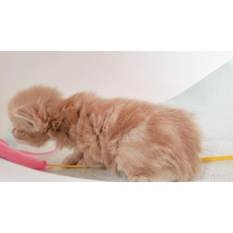 販売中の大阪府のミヌエット-135213の8枚目