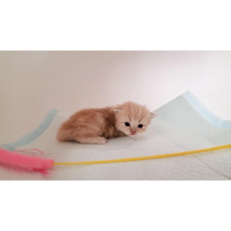 販売中の大阪府のミヌエット-135213の6枚目