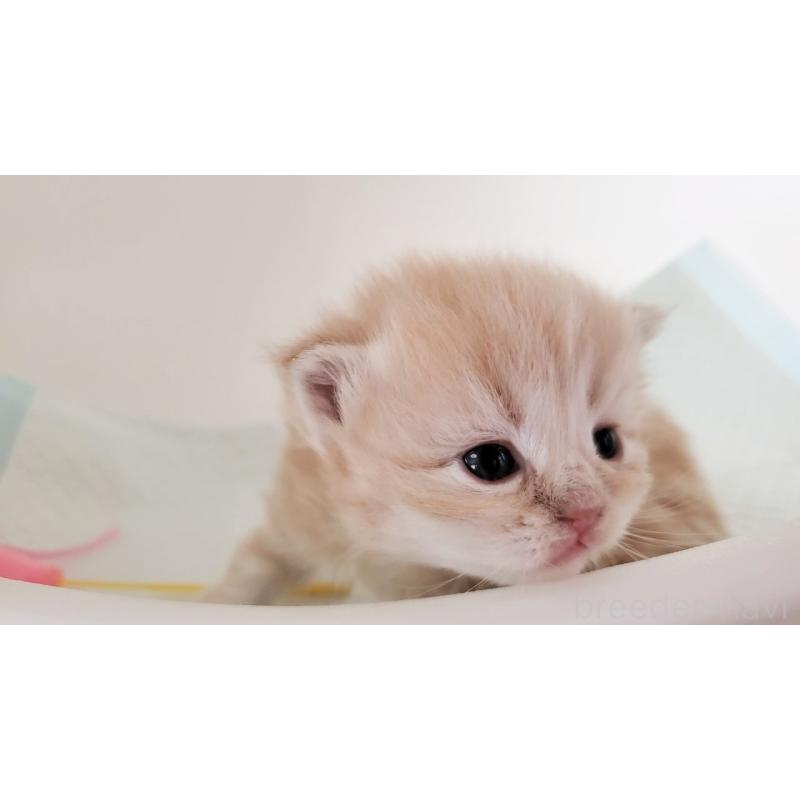 販売中の大阪府のミヌエット-135213の5枚目