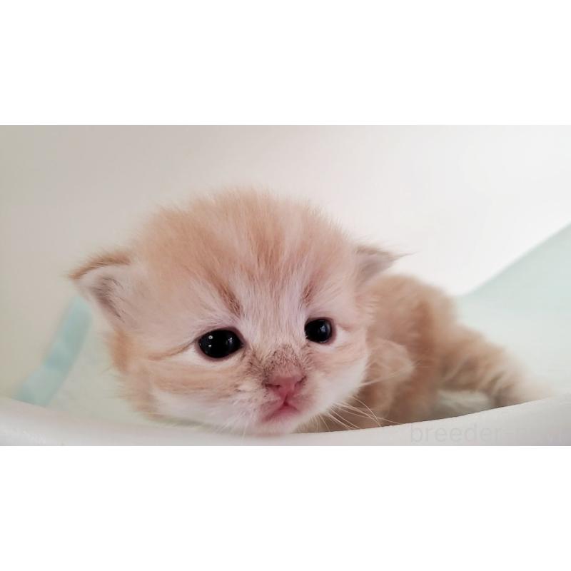 販売中の大阪府のミヌエット-135213の3枚目