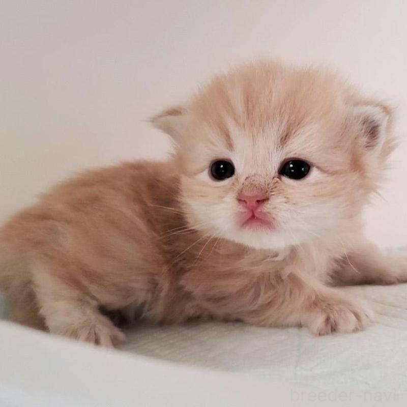 販売中の大阪府のミヌエット-135213