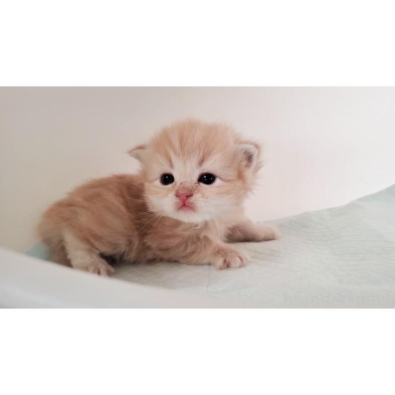 販売中の大阪府のミヌエット-135213の2枚目