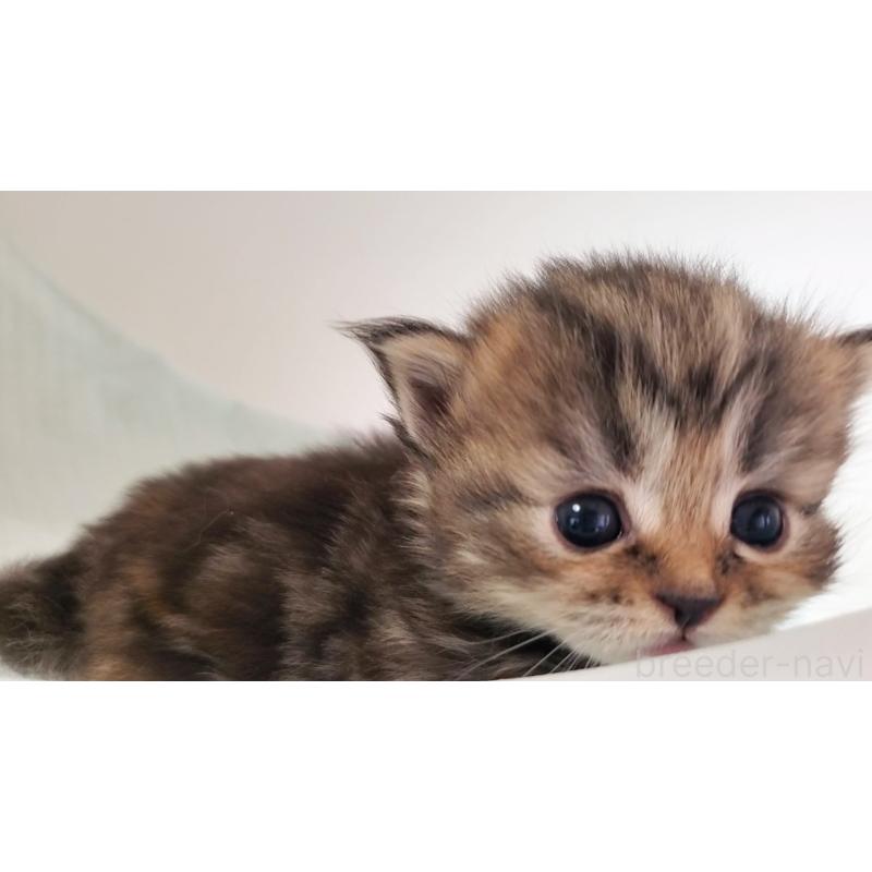 販売中の大阪府のマンチカン(短足)-135214の9枚目