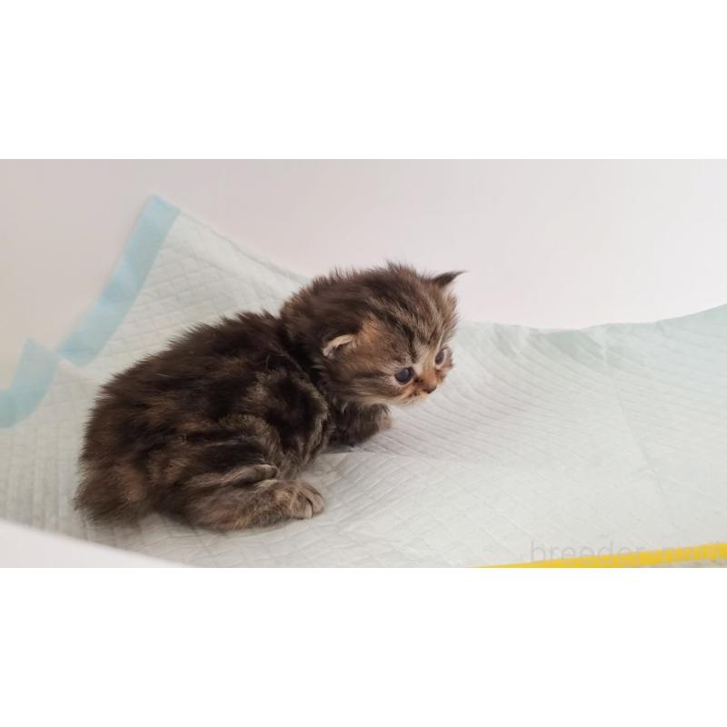 販売中の大阪府のマンチカン(短足)-135214の7枚目