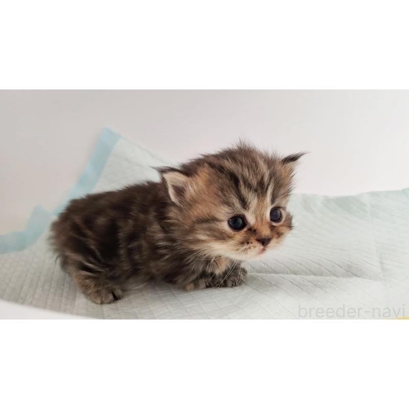 販売中の大阪府のマンチカン(短足)-135214の5枚目