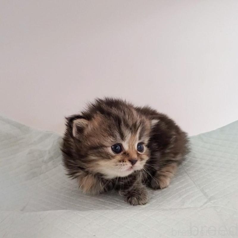 販売中の大阪府のマンチカン(短足)-135214の3枚目