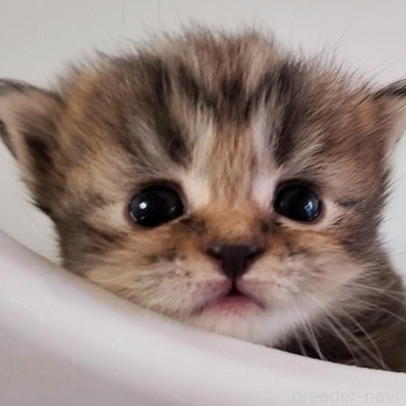 販売中の大阪府のマンチカン(短足)-135214