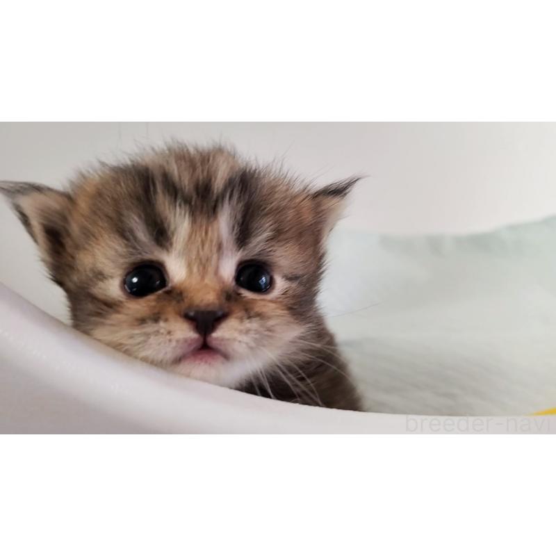 販売中の大阪府のマンチカン(短足)-135214の2枚目