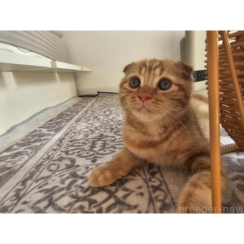 商談中の福岡県のマンチカン-128650の4枚目