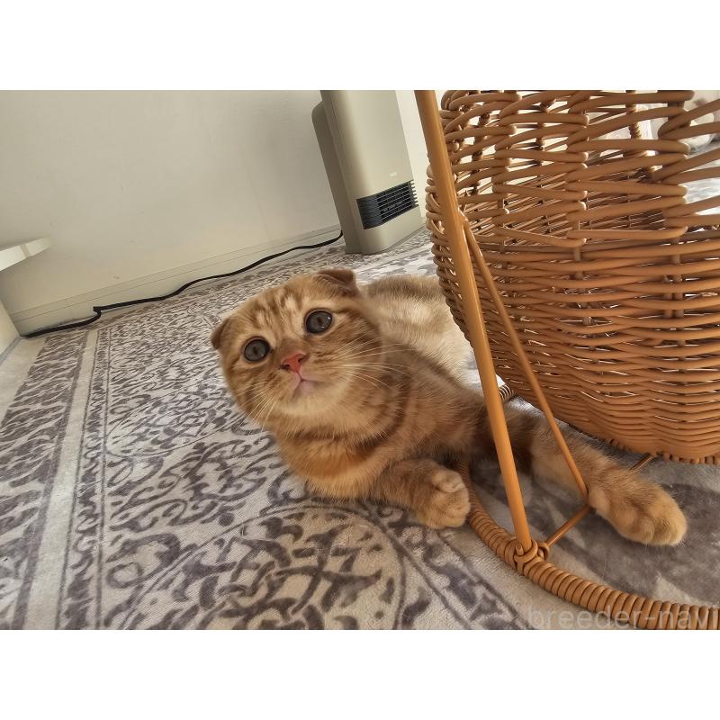 商談中の福岡県のマンチカン-128650の3枚目