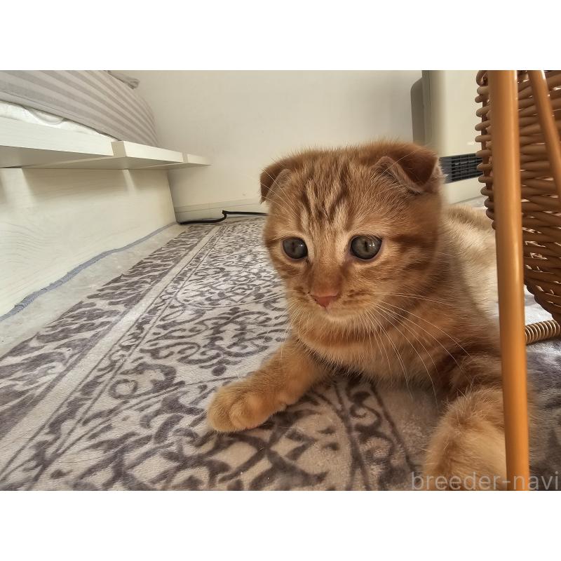 商談中の福岡県のマンチカン-128650の2枚目