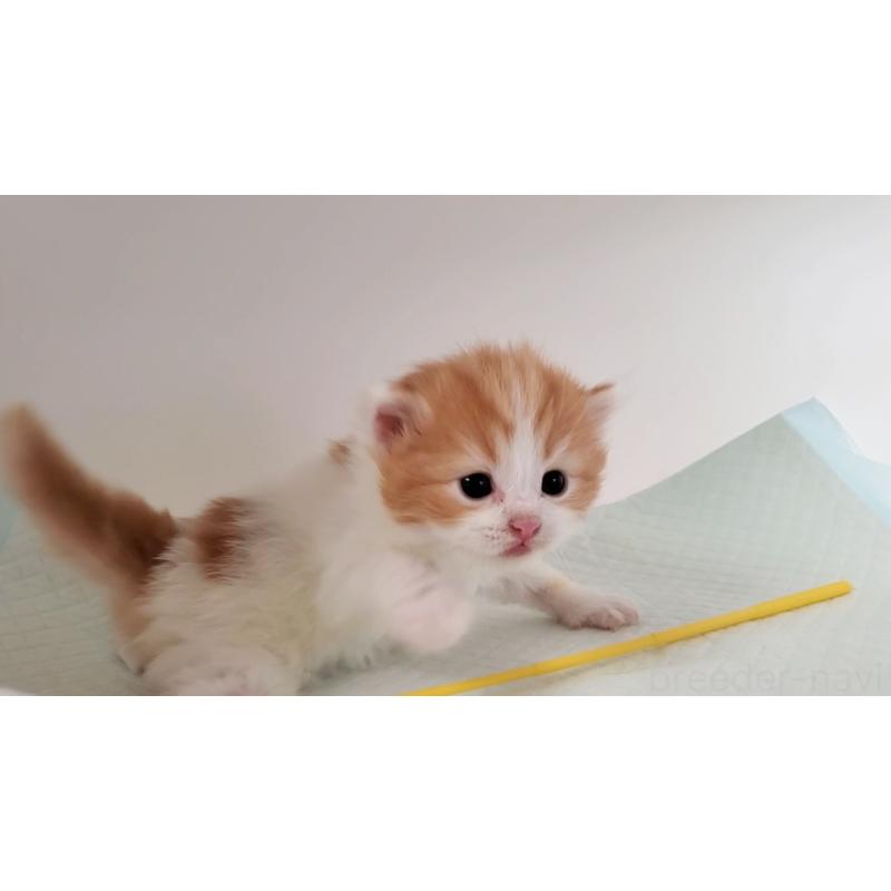 販売中の大阪府のマンチカン-135215の8枚目