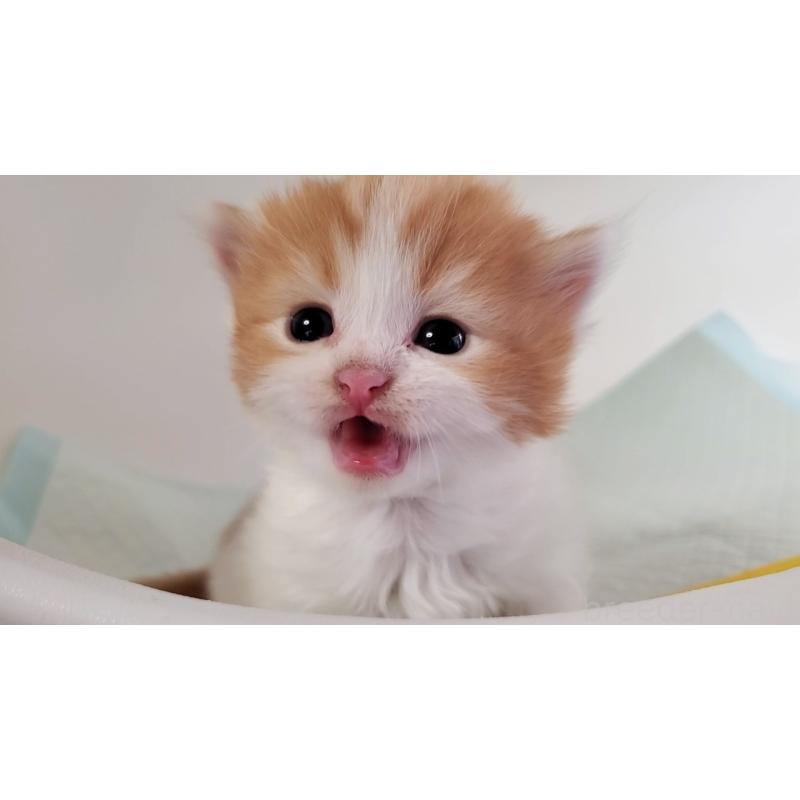 販売中の大阪府のマンチカン-135215の7枚目