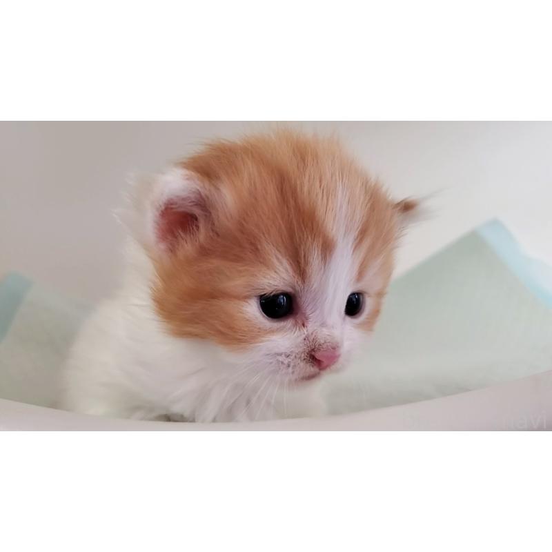 販売中の大阪府のマンチカン-135215の6枚目