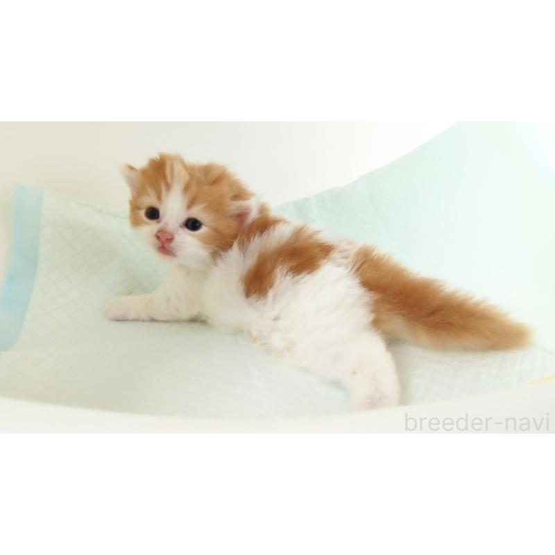 販売中の大阪府のマンチカン-135215の5枚目