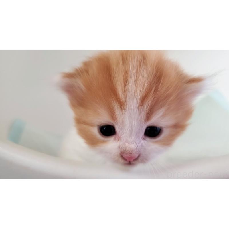 販売中の大阪府のマンチカン-135215の4枚目