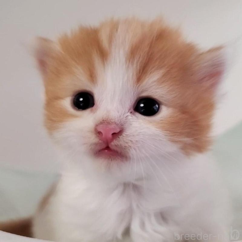 販売中の大阪府のマンチカン-135215の2枚目