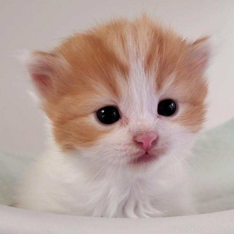 販売中の大阪府のマンチカン-135215の1枚目