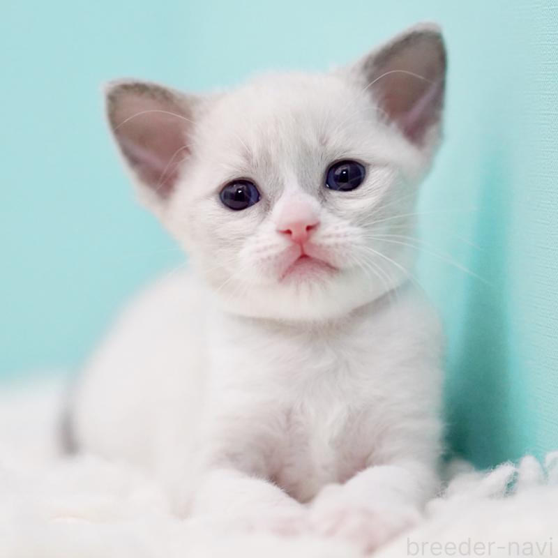 販売中の東京都のラグドール-135216の1枚目