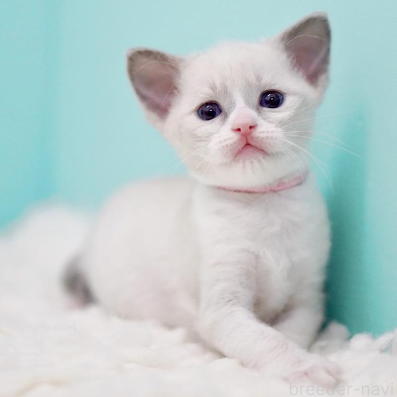 販売中の東京都のラグドール-135216の15枚目