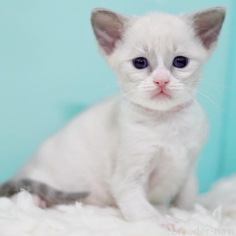 販売中の東京都のラグドール-135216の14枚目